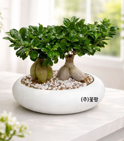 인삼팬더(C)